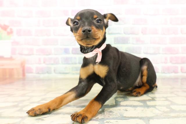 静岡県のミニチュアピンシャー (Coo&RIKU沼津店/2025年10月12日生まれ/女の子/ブラックタン)の子犬の2枚目の画像