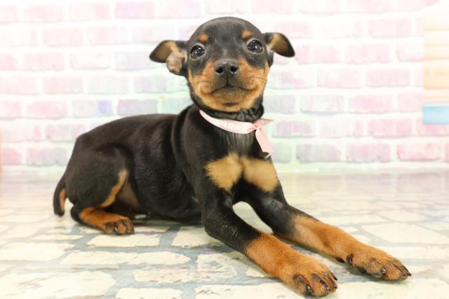 静岡県のミニチュアピンシャー (Coo&RIKU沼津店/2025年10月12日生まれ/女の子/ブラックタン)の子犬の3枚目の画像