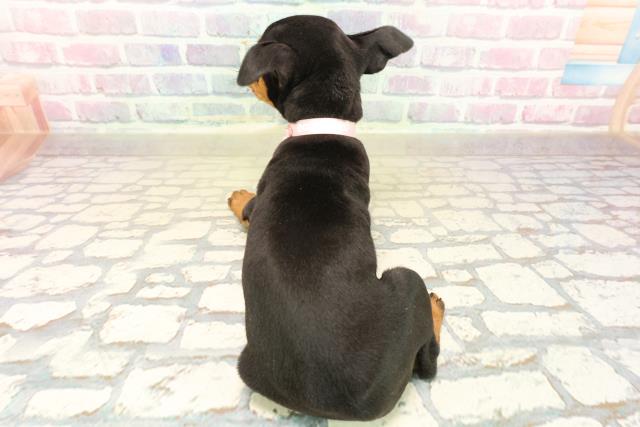 静岡県のミニチュアピンシャー (Coo&RIKU沼津店/2025年10月12日生まれ/女の子/ブラックタン)の子犬の4枚目の画像