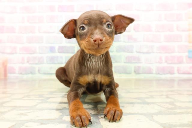 東京都のミニチュアピンシャー (Coo&RIKU武蔵小山店/2025年10月12日生まれ/女の子/チョコレートタン)の子犬