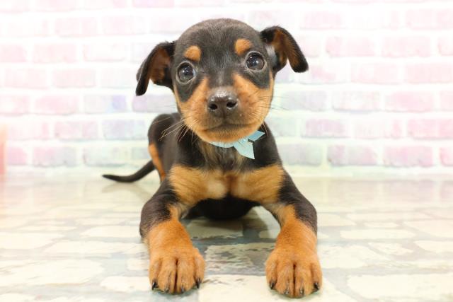 静岡県のミニチュアピンシャー (Coo&RIKU藤枝店/2025年10月13日生まれ/男の子/ブラックタン)の子犬の1枚目の画像