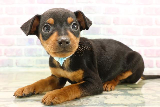 静岡県のミニチュアピンシャー (Coo&RIKU藤枝店/2025年10月13日生まれ/男の子/ブラックタン)の子犬の2枚目の画像