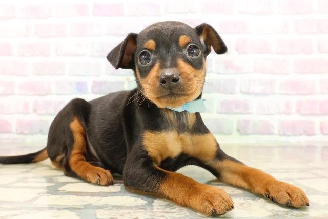 静岡県のミニチュアピンシャー (Coo&RIKU藤枝店/2025年10月13日生まれ/男の子/ブラックタン)の子犬の3枚目の画像