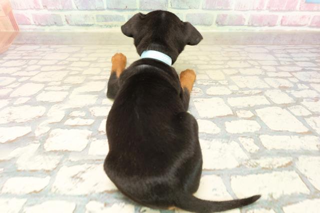 静岡県のミニチュアピンシャー (Coo&RIKU藤枝店/2025年10月13日生まれ/男の子/ブラックタン)の子犬の4枚目の画像