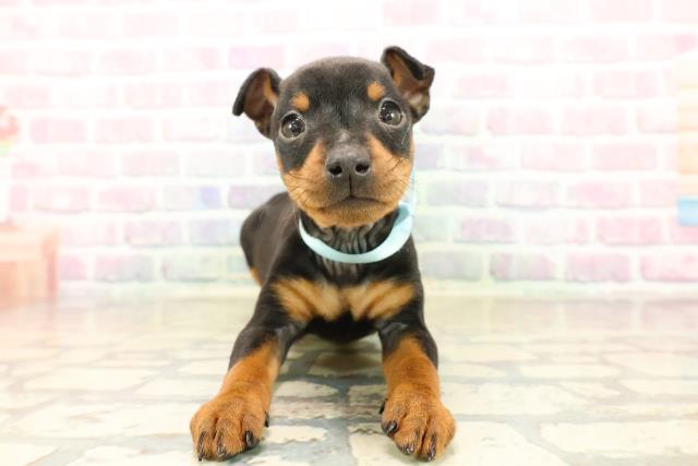 静岡県のミニチュアピンシャー (Coo&RIKU富士店/2025年10月13日生まれ/男の子/ブラックタン)の子犬の1枚目の画像