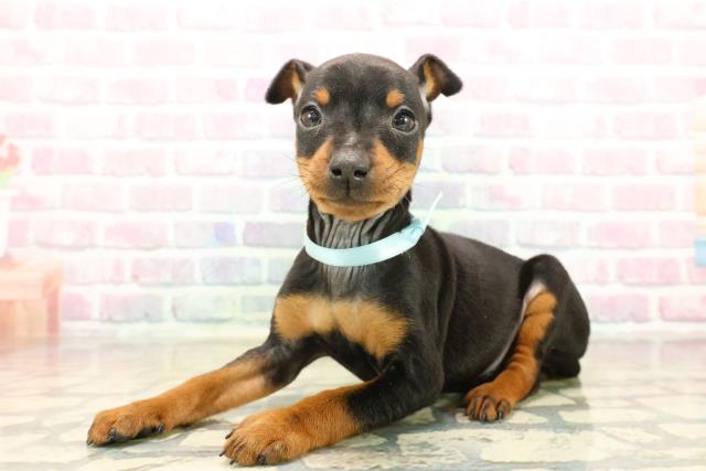 静岡県のミニチュアピンシャー (Coo&RIKU富士店/2025年10月13日生まれ/男の子/ブラックタン)の子犬の2枚目の画像