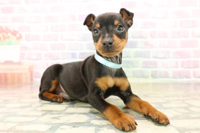 静岡県のミニチュアピンシャー (Coo&RIKU富士店/2025年10月13日生まれ/男の子/ブラックタン)の子犬の3枚目の画像