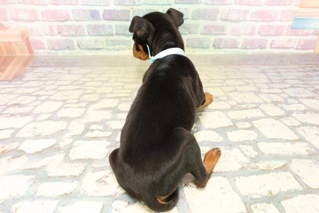 静岡県のミニチュアピンシャー (Coo&RIKU富士店/2025年10月13日生まれ/男の子/ブラックタン)の子犬の4枚目の画像