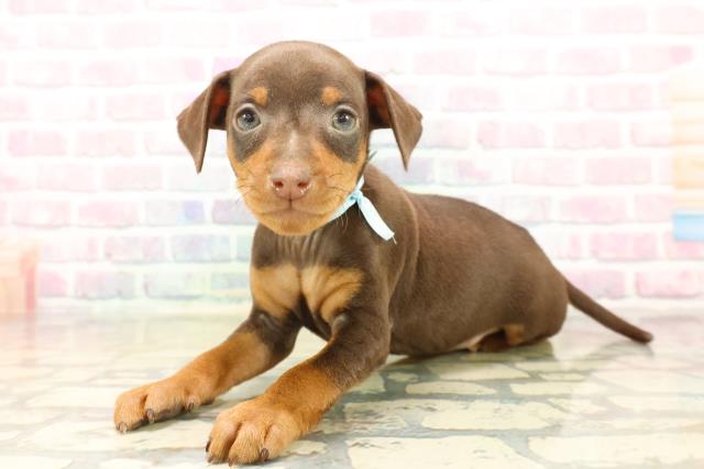 東京都のミニチュアピンシャー (Coo&RIKU池袋西口店/2025年10月14日生まれ/男の子/チョコレートタン)の子犬の2枚目の画像