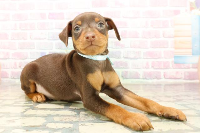 東京都のミニチュアピンシャー (Coo&RIKU池袋西口店/2025年10月14日生まれ/男の子/チョコレートタン)の子犬の3枚目の画像