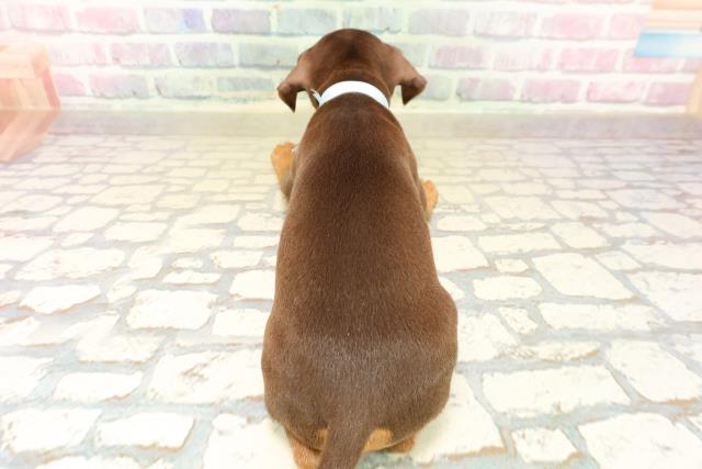 東京都のミニチュアピンシャー (Coo&RIKU池袋西口店/2025年10月14日生まれ/男の子/チョコレートタン)の子犬の4枚目の画像