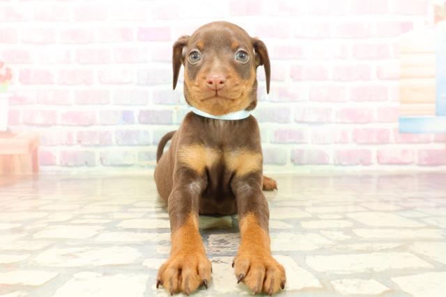 東京都のミニチュアピンシャー (Coo&RIKU中野サンモール店/2025年10月14日生まれ/男の子/チョコレートタン)の子犬