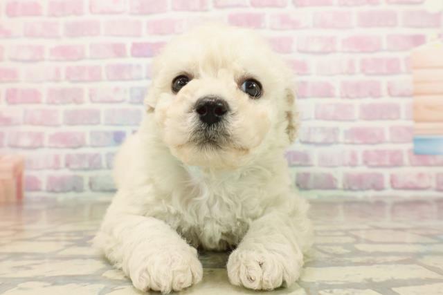 茨城県のビションフリーゼ (Coo&RIKUコメリパワーつくば西店/2025年10月15日生まれ/男の子/ホワイト)の子犬