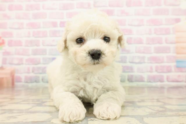 茨城県のビションフリーゼ (Coo&RIKUMEGAドン・キホーテ勝田店/2025年10月15日生まれ/男の子/ホワイト)の子犬