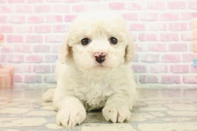 栃木県のビションフリーゼ (Coo&RIKUFKDインターパーク店/2025年10月15日生まれ/女の子/ホワイト)の子犬の1枚目の画像