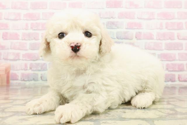 栃木県のビションフリーゼ (Coo&RIKUFKDインターパーク店/2025年10月15日生まれ/女の子/ホワイト)の子犬の2枚目の画像