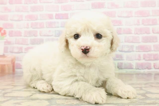 栃木県のビションフリーゼ (Coo&RIKUFKDインターパーク店/2025年10月15日生まれ/女の子/ホワイト)の子犬の3枚目の画像