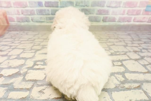 栃木県のビションフリーゼ (Coo&RIKUFKDインターパーク店/2025年10月15日生まれ/女の子/ホワイト)の子犬の4枚目の画像