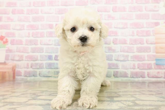 神奈川県のビションフリーゼ (Coo&RIKU横須賀店/2025年10月15日生まれ/女の子/ホワイト)の子犬の1枚目の画像