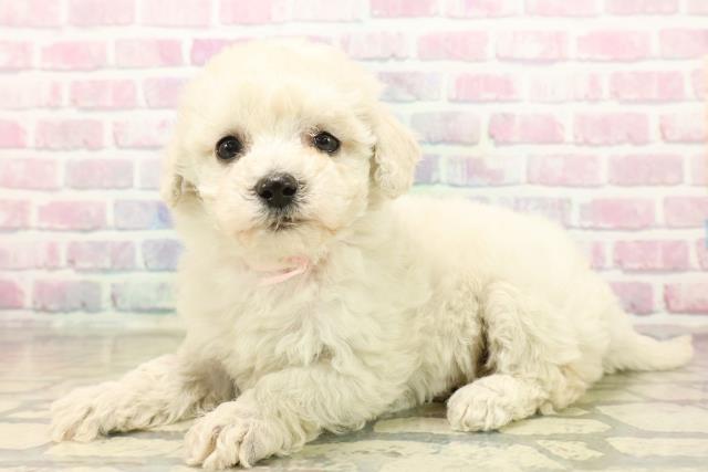 神奈川県のビションフリーゼ (Coo&RIKU横須賀店/2025年10月15日生まれ/女の子/ホワイト)の子犬の2枚目の画像