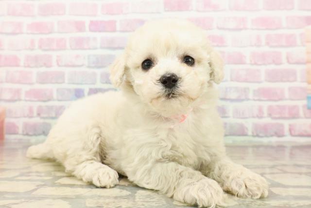 神奈川県のビションフリーゼ (Coo&RIKU横須賀店/2025年10月15日生まれ/女の子/ホワイト)の子犬の3枚目の画像