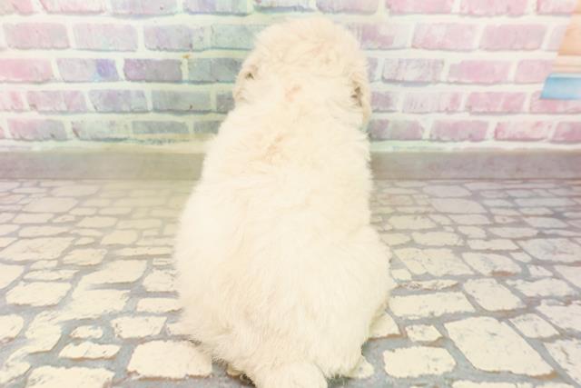 神奈川県のビションフリーゼ (Coo&RIKU横須賀店/2025年10月15日生まれ/女の子/ホワイト)の子犬の4枚目の画像