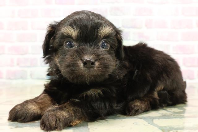 東京都のチワプー/プーチー(チワワ×プードル) (Coo&RIKU練馬店/2025年10月12日生まれ/男の子/ブラックタン)の子犬の2枚目の画像