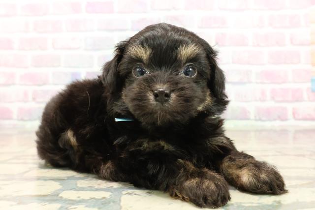 東京都のチワプー/プーチー(チワワ×プードル) (Coo&RIKU練馬店/2025年10月12日生まれ/男の子/ブラックタン)の子犬の3枚目の画像