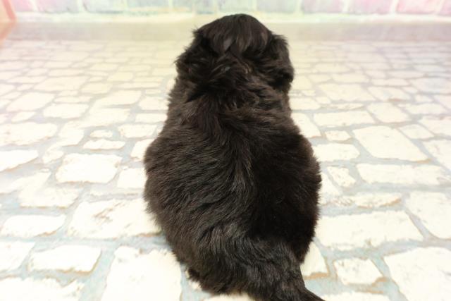 東京都のチワプー/プーチー(チワワ×プードル) (Coo&RIKU練馬店/2025年10月12日生まれ/男の子/ブラックタン)の子犬の4枚目の画像