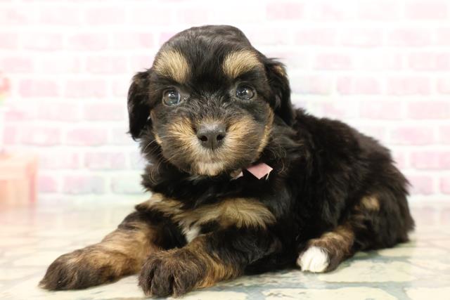 東京都のチワプー/プーチー(チワワ×プードル) (Coo&RIKU阿佐ヶ谷店/2025年10月12日生まれ/女の子/ブラックタン)の子犬の2枚目の画像