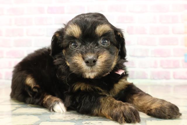 東京都のチワプー/プーチー(チワワ×プードル) (Coo&RIKU阿佐ヶ谷店/2025年10月12日生まれ/女の子/ブラックタン)の子犬の3枚目の画像