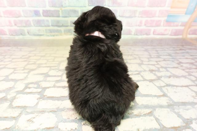 東京都のチワプー/プーチー(チワワ×プードル) (Coo&RIKU阿佐ヶ谷店/2025年10月12日生まれ/女の子/ブラックタン)の子犬の4枚目の画像