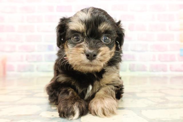 東京都のチワプー/プーチー(チワワ×プードル) (Coo&RIKU秋葉原店/2025年10月12日生まれ/女の子/ブルーマール)の子犬の1枚目の画像