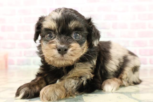 東京都のチワプー/プーチー(チワワ×プードル) (Coo&RIKU秋葉原店/2025年10月12日生まれ/女の子/ブルーマール)の子犬の2枚目の画像