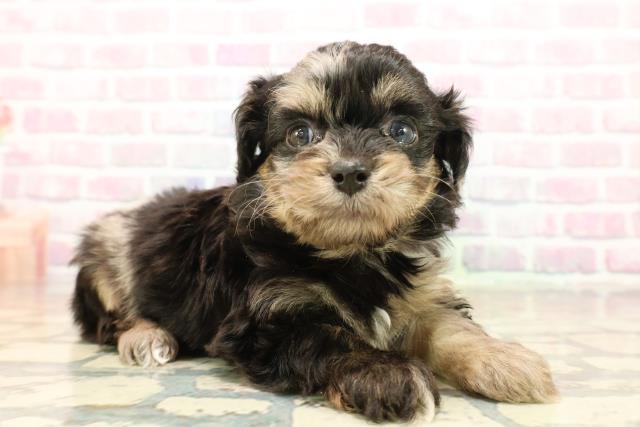 東京都のチワプー/プーチー(チワワ×プードル) (Coo&RIKU秋葉原店/2025年10月12日生まれ/女の子/ブルーマール)の子犬の3枚目の画像