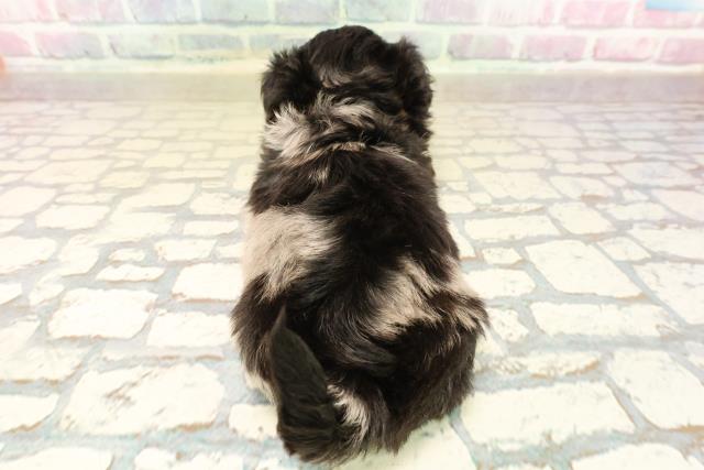 東京都のチワプー/プーチー(チワワ×プードル) (Coo&RIKU秋葉原店/2025年10月12日生まれ/女の子/ブルーマール)の子犬の4枚目の画像