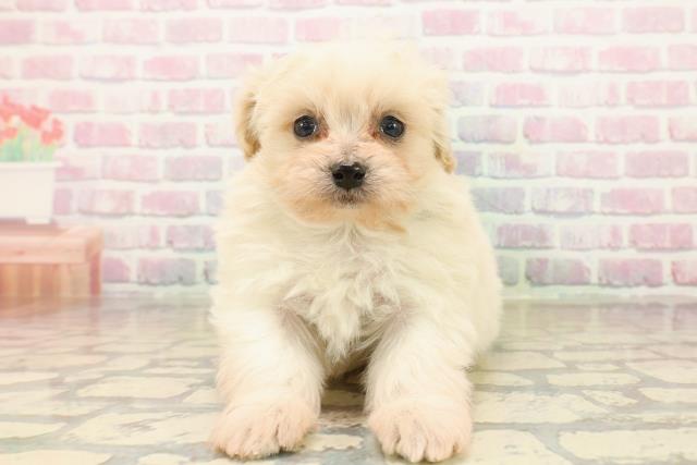 静岡県のペキプー(ペキニーズ×プードル) (Coo&RIKU静岡SBS通り店/2025年10月11日生まれ/男の子/クリーム)の子犬の1枚目の画像