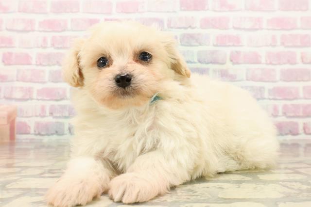 静岡県のペキプー(ペキニーズ×プードル) (Coo&RIKU静岡SBS通り店/2025年10月11日生まれ/男の子/クリーム)の子犬の2枚目の画像