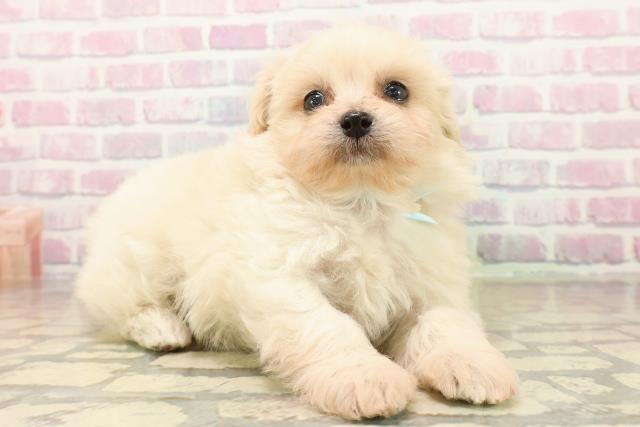 静岡県のペキプー(ペキニーズ×プードル) (Coo&RIKU静岡SBS通り店/2025年10月11日生まれ/男の子/クリーム)の子犬の3枚目の画像