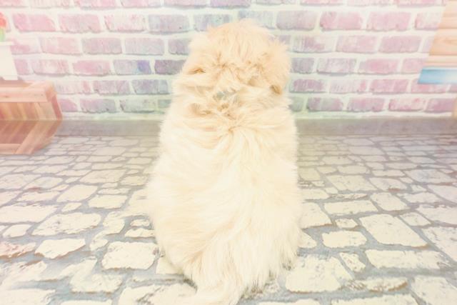 静岡県のペキプー(ペキニーズ×プードル) (Coo&RIKU静岡SBS通り店/2025年10月11日生まれ/男の子/クリーム)の子犬の4枚目の画像