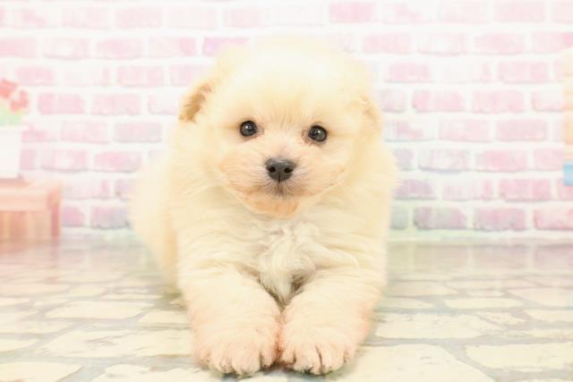 千葉県のペキプー(ペキニーズ×プードル) (Coo&RIKU若葉都賀店/2025年10月11日生まれ/男の子/クリーム)の子犬