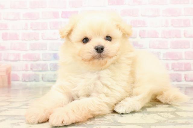 千葉県のペキプー(ペキニーズ×プードル) (Coo&RIKU若葉都賀店/2025年10月11日生まれ/男の子/クリーム)の子犬の2枚目の画像