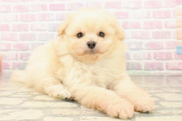 千葉県のペキプー(ペキニーズ×プードル) (Coo&RIKU若葉都賀店/2025年10月11日生まれ/男の子/クリーム)の子犬の3枚目の画像