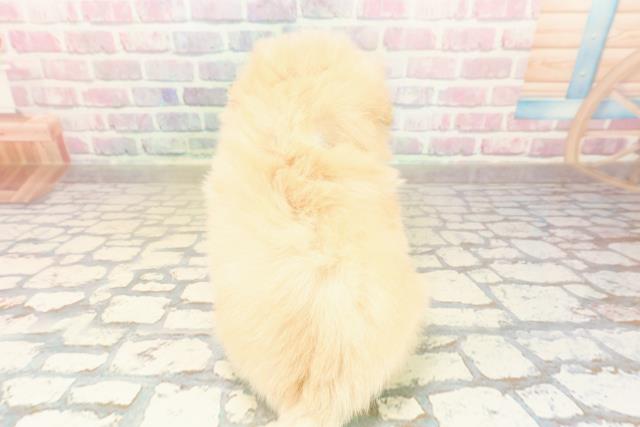 千葉県のペキプー(ペキニーズ×プードル) (Coo&RIKU若葉都賀店/2025年10月11日生まれ/男の子/クリーム)の子犬の4枚目の画像