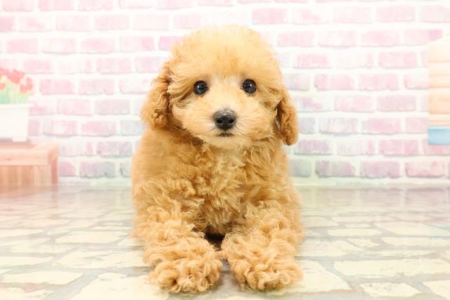 静岡県のトイプードル(トイ) (Coo&RIKU沼津店/2025年10月11日生まれ/男の子/アプリコット)の子犬の1枚目の画像