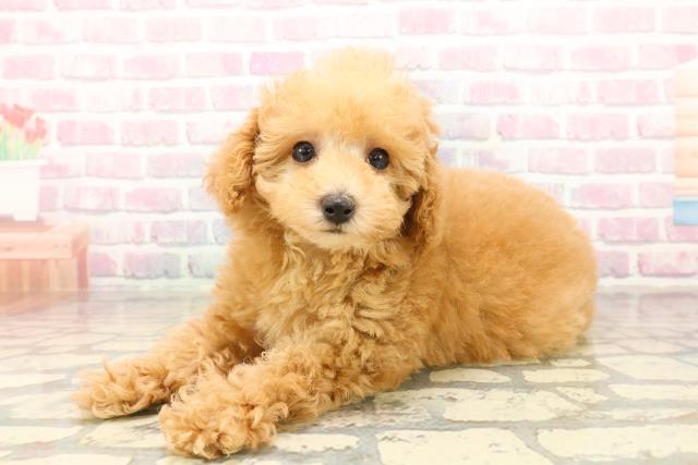 静岡県のトイプードル(トイ) (Coo&RIKU沼津店/2025年10月11日生まれ/男の子/アプリコット)の子犬の2枚目の画像