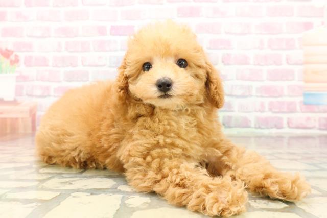 静岡県のトイプードル(トイ) (Coo&RIKU沼津店/2025年10月11日生まれ/男の子/アプリコット)の子犬の3枚目の画像