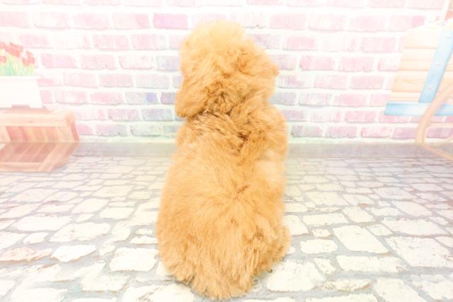 静岡県のトイプードル(トイ) (Coo&RIKU沼津店/2025年10月11日生まれ/男の子/アプリコット)の子犬の4枚目の画像