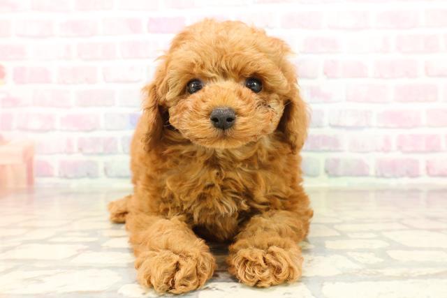 栃木県のトイプードル(トイ) (Coo&RIKU足利店/2025年10月14日生まれ/男の子/レッド)の子犬の1枚目の画像