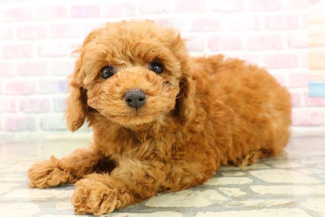 栃木県のトイプードル(トイ) (Coo&RIKU足利店/2025年10月14日生まれ/男の子/レッド)の子犬の2枚目の画像